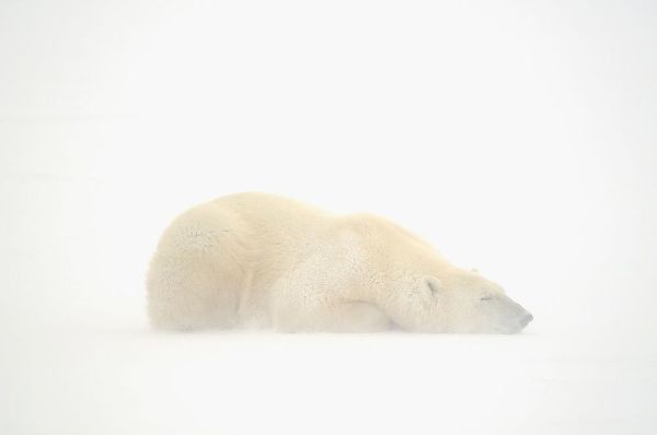 Canada-Manitoba-Churchill Polar bear sleeping on snow in fog